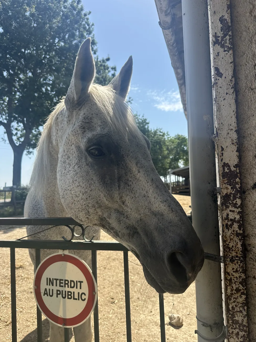 Un cheval gris du refuge, à l’ombre d’un arbre