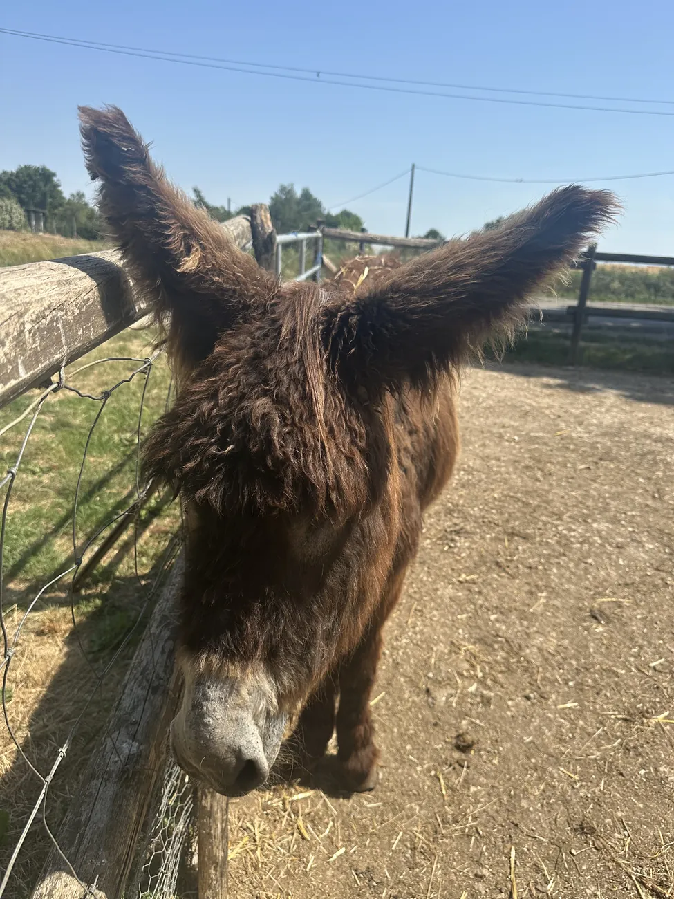 Un âne brun du refuge dans son pré