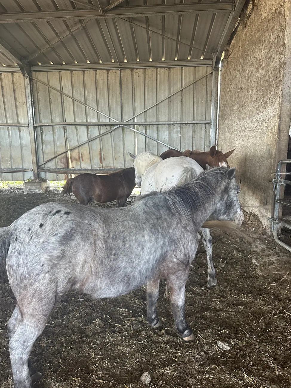 Un cheval gris pommelé sous l’abri du refuge