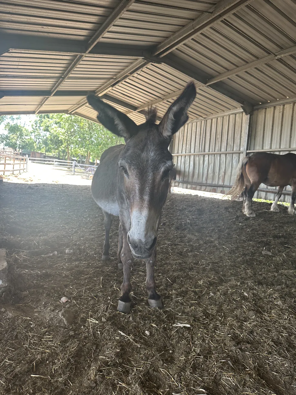 Un âne gris à l’abri, au refuge Au Bonheur des Chevaux