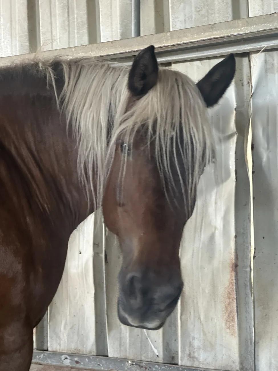 Un cheval bai du refuge Au Bonheur des Chevaux, à l’abri de la chaleur