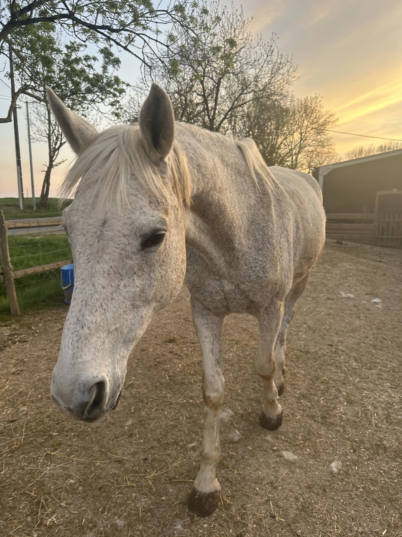 Un cheval du refuge Au Bonheur des Chevaux